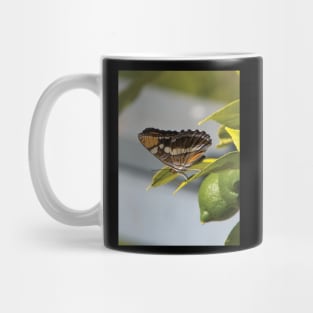 California Sister Butterfly Resting On A Lemon Tree Mug